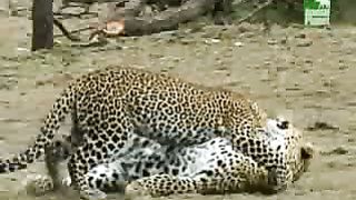 BBC Дневник большой кошки 3 сезон 7