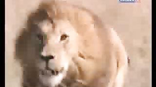 BBC Дневник большой кошки 8 сезон 1