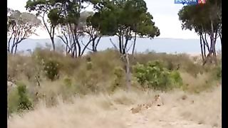 BBC Дневник большой кошки 8 сезон 1