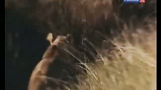 BBC Дневник большой кошки 8 сезон 1