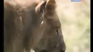 BBC Дневник большой кошки 8 сезон 2