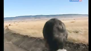 BBC Дневник большой кошки 8 сезон 2