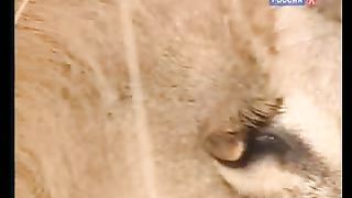 BBC Дневник большой кошки 8 сезон 2