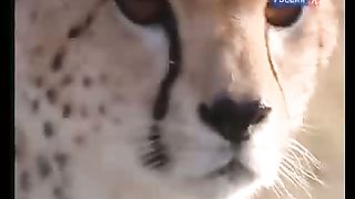 BBC Дневник большой кошки 8 сезон 2