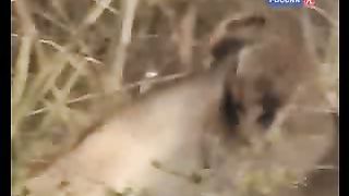 BBC Дневник большой кошки 8 сезон 3