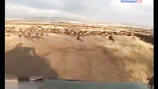 BBC Дневник большой кошки 8 сезон 3