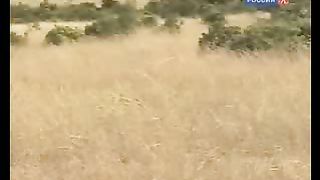 BBC Дневник большой кошки 8 сезон 3