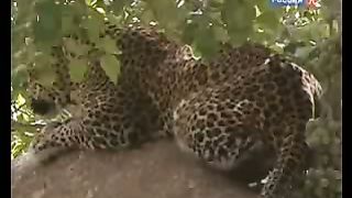 BBC Дневник большой кошки 8 сезон 3