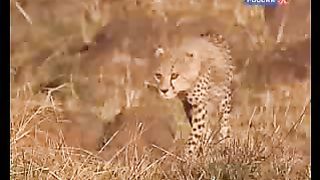 BBC Дневник большой кошки 8 сезон 3