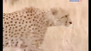 BBC Дневник большой кошки 8 сезон 4