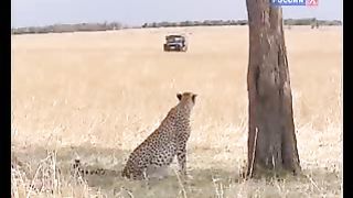 BBC Дневник большой кошки 8 сезон 4