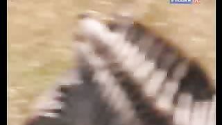 BBC Дневник большой кошки 8 сезон 4