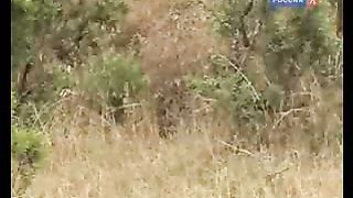 BBC Дневник большой кошки 8 сезон 4