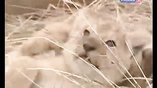 BBC Дневник большой кошки 8 сезон 5