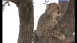 BBC Дневник большой кошки 8 сезон 5