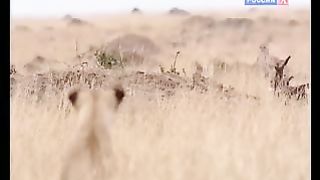 BBC Дневник большой кошки 8 сезон 5