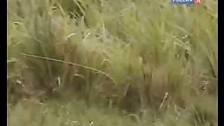 BBC Дневник большой кошки 8 сезон 5