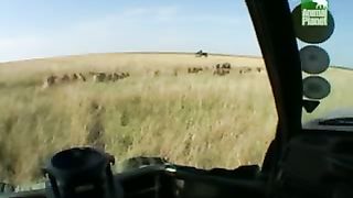 BBC Дневник большой кошки 5 сезон 1