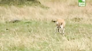 BBC Дневник большой кошки 5 сезон 1