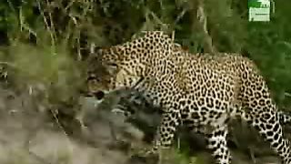 BBC Дневник большой кошки 5 сезон 1