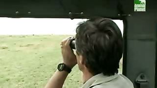 BBC Дневник большой кошки 5 сезон 2