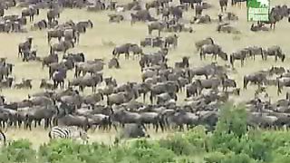 BBC Дневник большой кошки 5 сезон 2