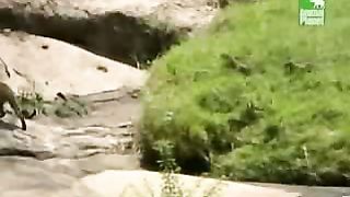 BBC Дневник большой кошки 5 сезон 2