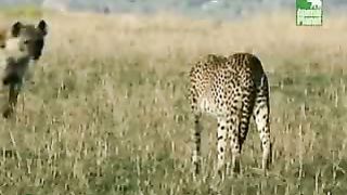 BBC Дневник большой кошки 5 сезон 2