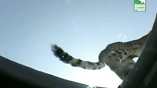 BBC Дневник большой кошки 5 сезон 3