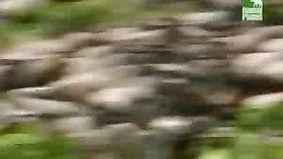 BBC Дневник большой кошки 5 сезон 3