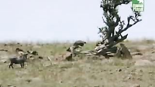 BBC Дневник большой кошки 5 сезон 3