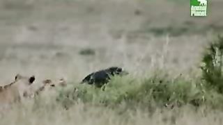 BBC Дневник большой кошки 5 сезон 3