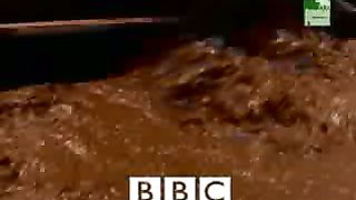 BBC Дневник большой кошки 5 сезон 4