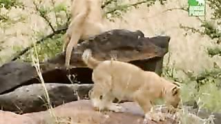 BBC Дневник большой кошки 5 сезон 4