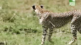 BBC Дневник большой кошки 5 сезон 4