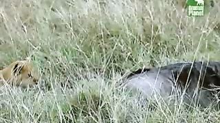 BBC Дневник большой кошки 5 сезон 4