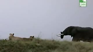 BBC Дневник большой кошки 5 сезон 4