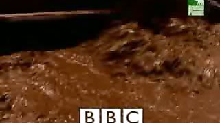BBC Дневник большой кошки 5 сезон 5