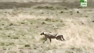 BBC Дневник большой кошки 5 сезон 5