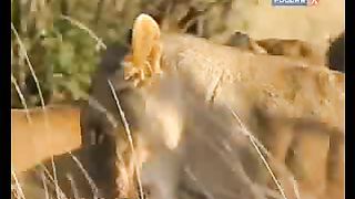 BBC Дневник большой кошки 6 сезон 1