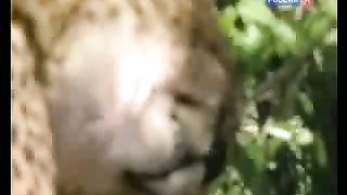 BBC Дневник большой кошки 6 сезон 1
