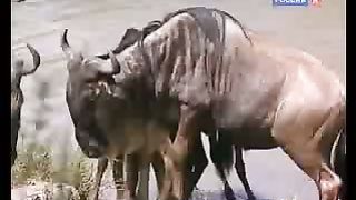 BBC Дневник большой кошки 6 сезон 1