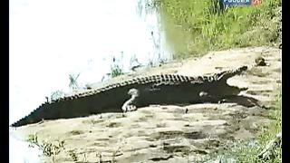 BBC Дневник большой кошки 6 сезон 2