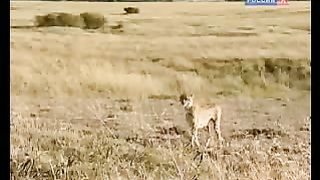 BBC Дневник большой кошки 6 сезон 2