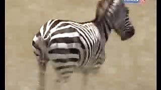 BBC Дневник большой кошки 6 сезон 2