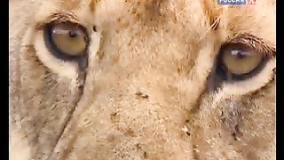 BBC Дневник большой кошки 6 сезон 2