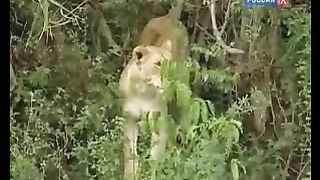BBC Дневник большой кошки 6 сезон 3