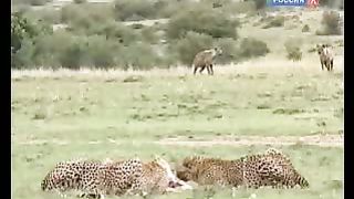 BBC Дневник большой кошки 6 сезон 3