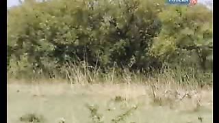 BBC Дневник большой кошки 6 сезон 3