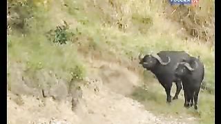 BBC Дневник большой кошки 6 сезон 3